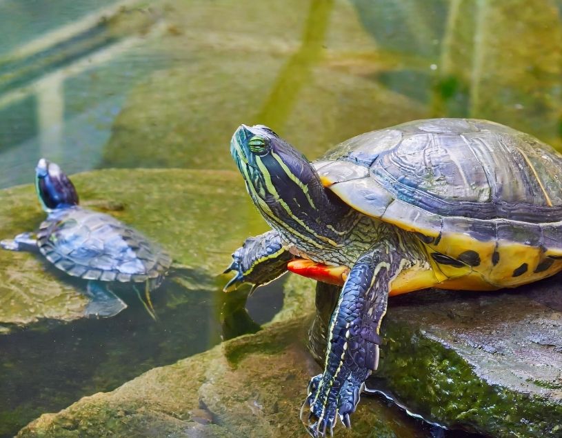 Can a Painted Turtle Live With a Red Eared Slider