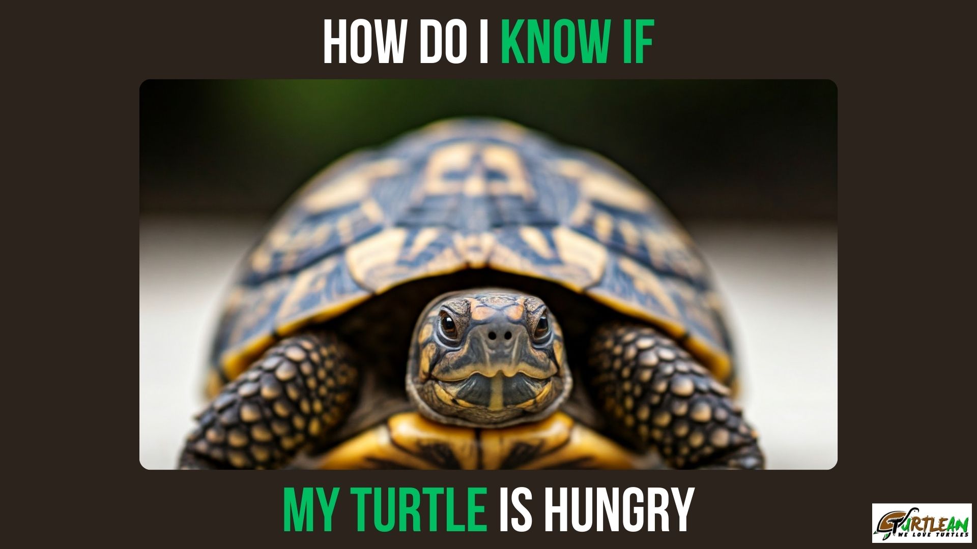 How Do I Know If My Turtle is Hungry