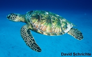 Are Sea Turtles Primary Consumers?