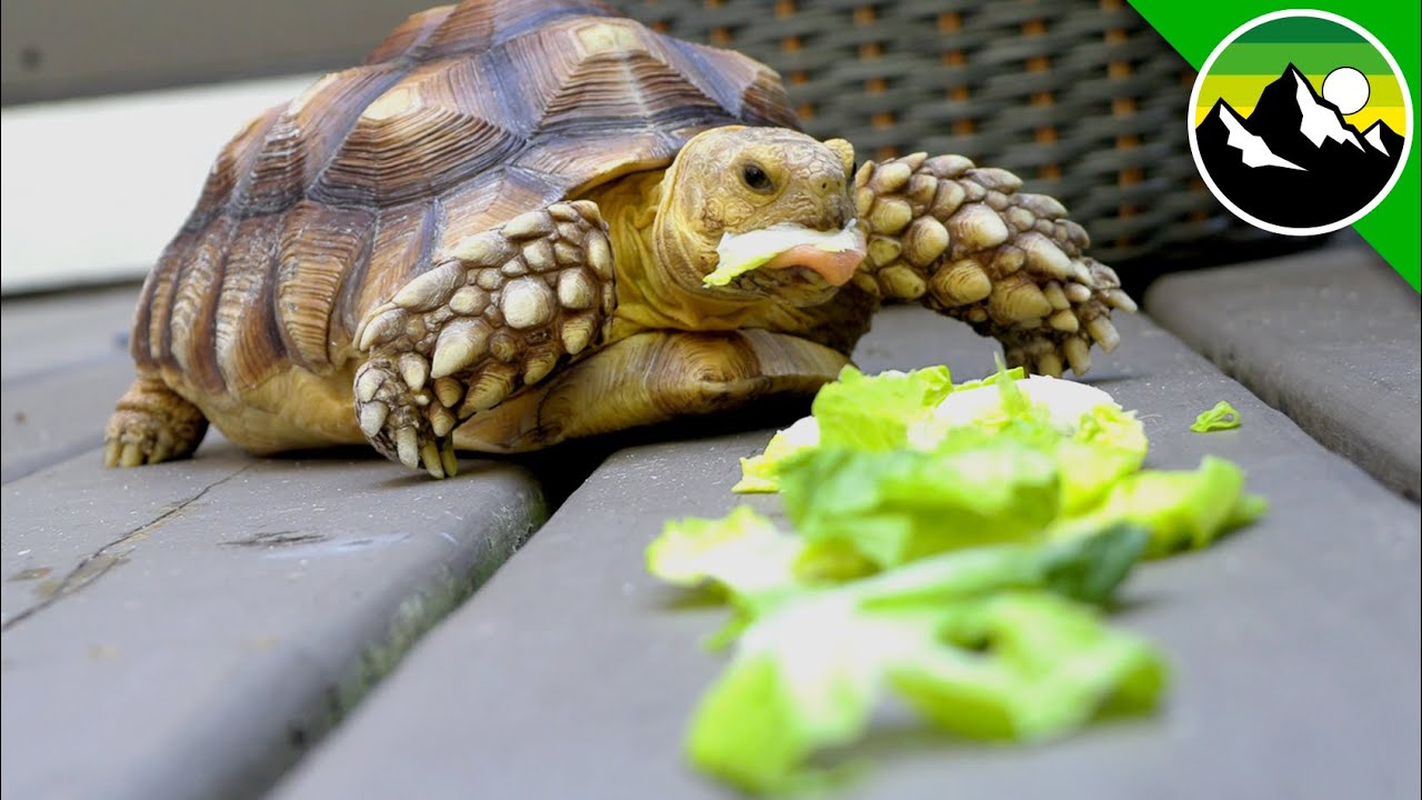 Can Turtles Eat Green Beans?