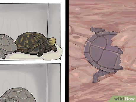 How Do I Know If My Turtle is Hibernating?
