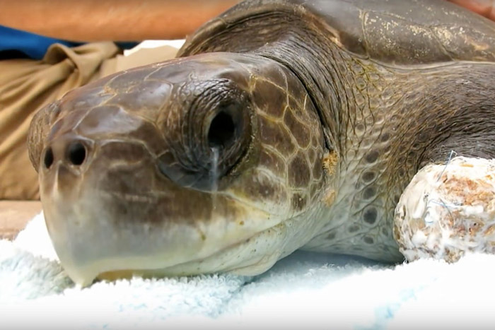 How Do Sea Turtles Get Rid of Excess Salt?