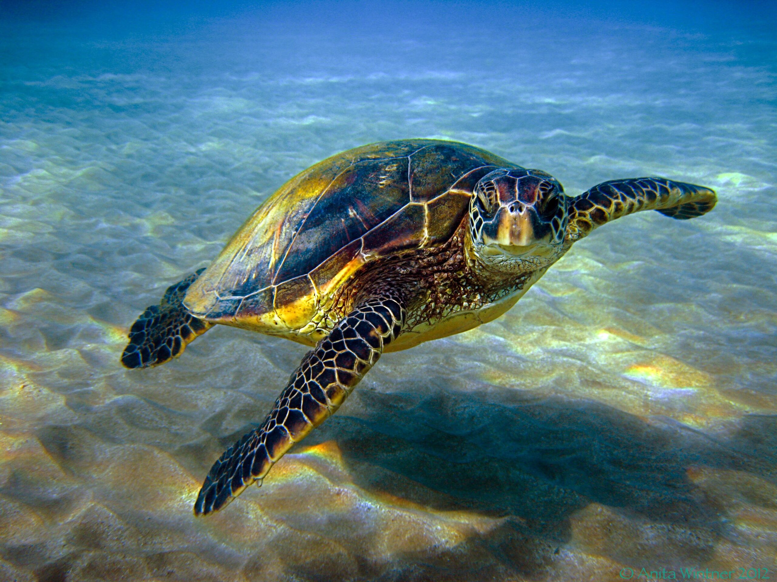 Are Sea Turtles Primary Consumers?  