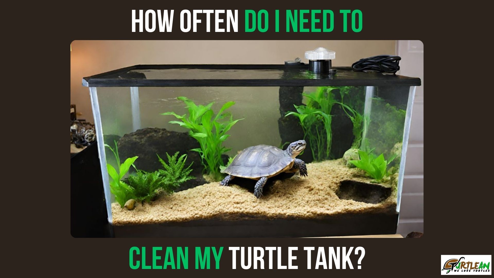 How Often Do I Need to Clean My Turtle Tank