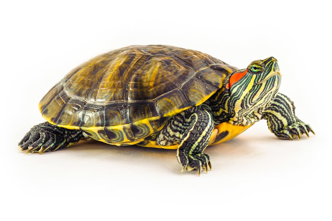 What Type of Water Does a Pet Turtle Need?  