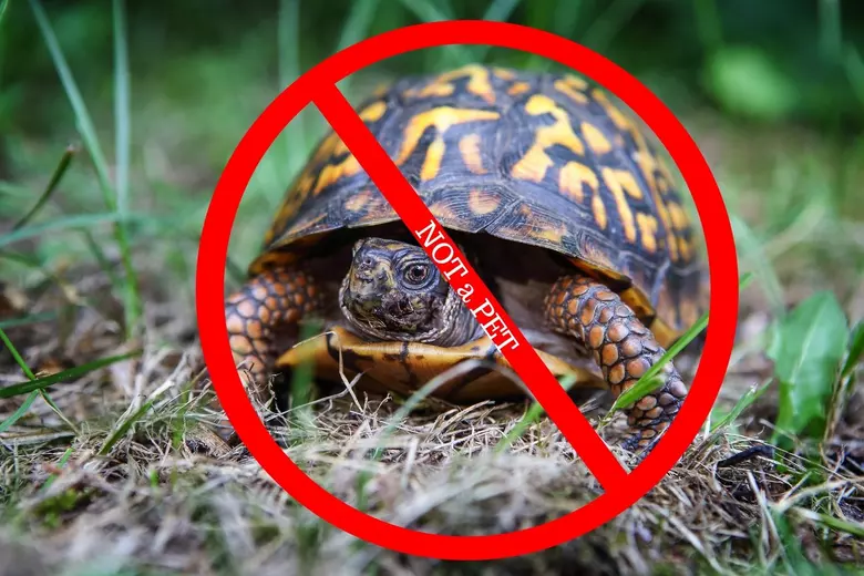 What Turtles are Illegal to Own in Indiana?  