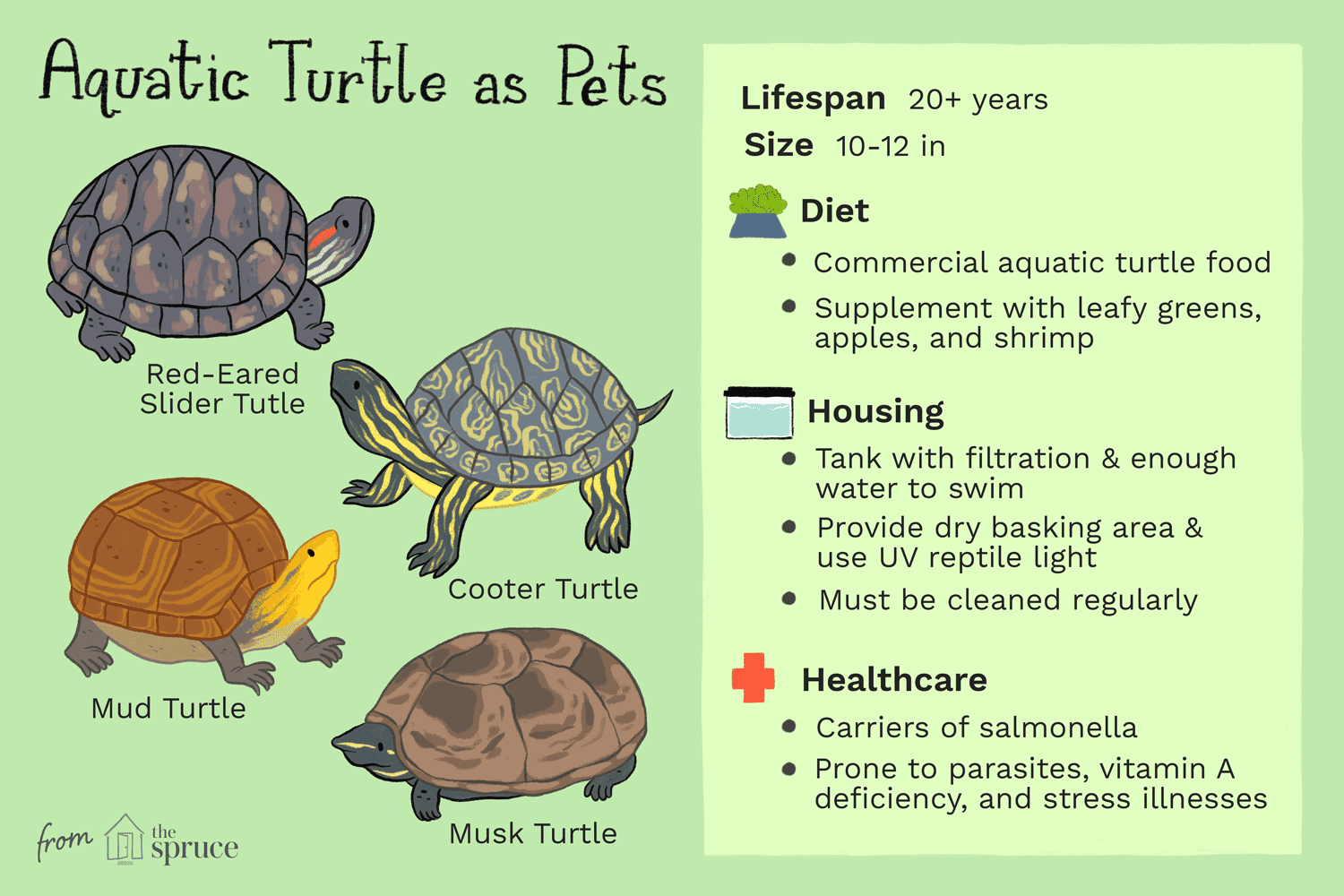 What Type of Water Does a Pet Turtle Need?