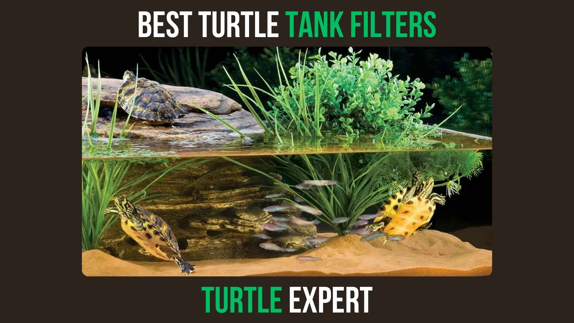 Best Turtle Tank Filters: Top Picks for Clean Aquariums