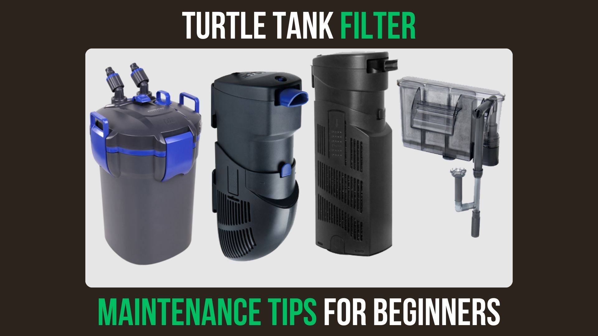 Turtle Tank Filter Maintenance Tips For Beginners