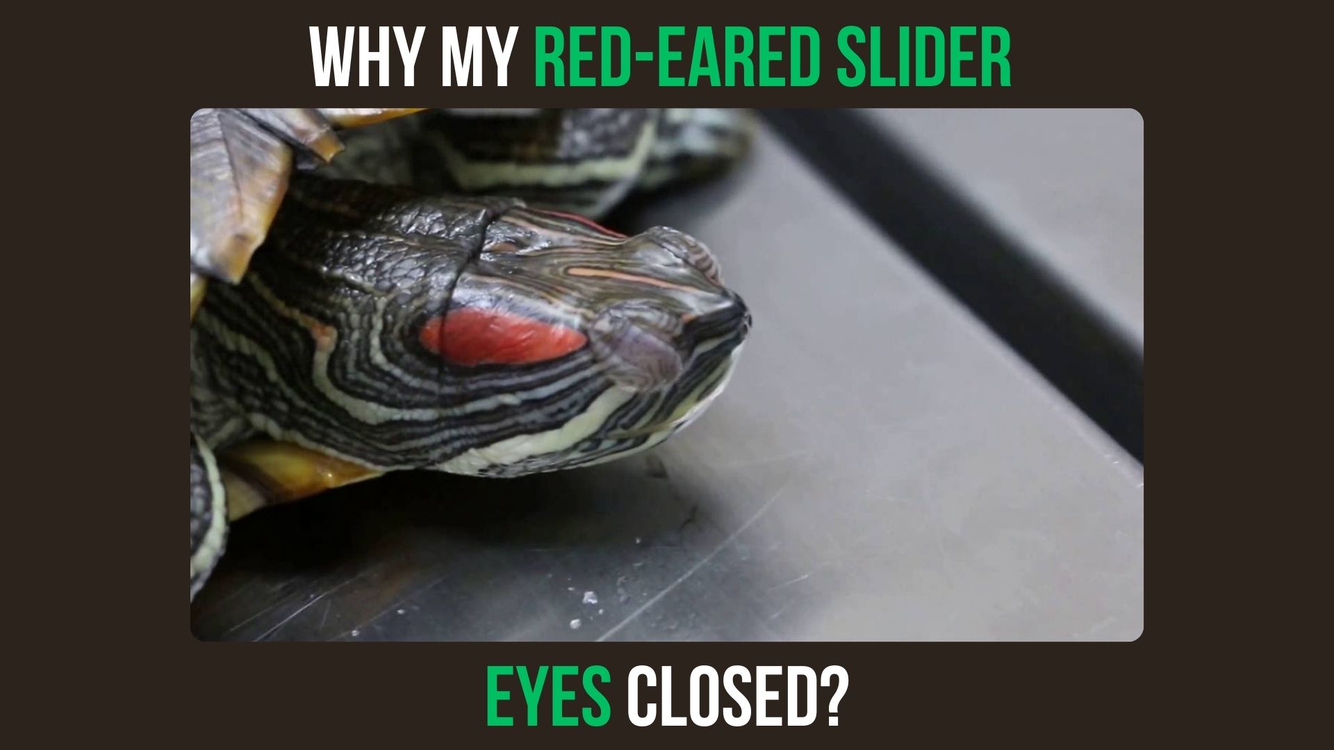 Why My Red-Eared Slider Eyes Closed? Causes and Solutions!