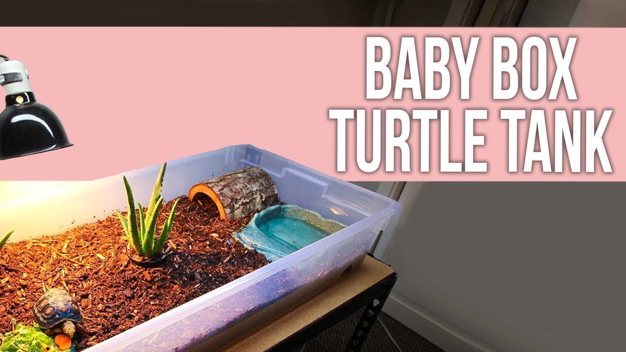 How to Set Up an Aquarium for a Box Turtle?