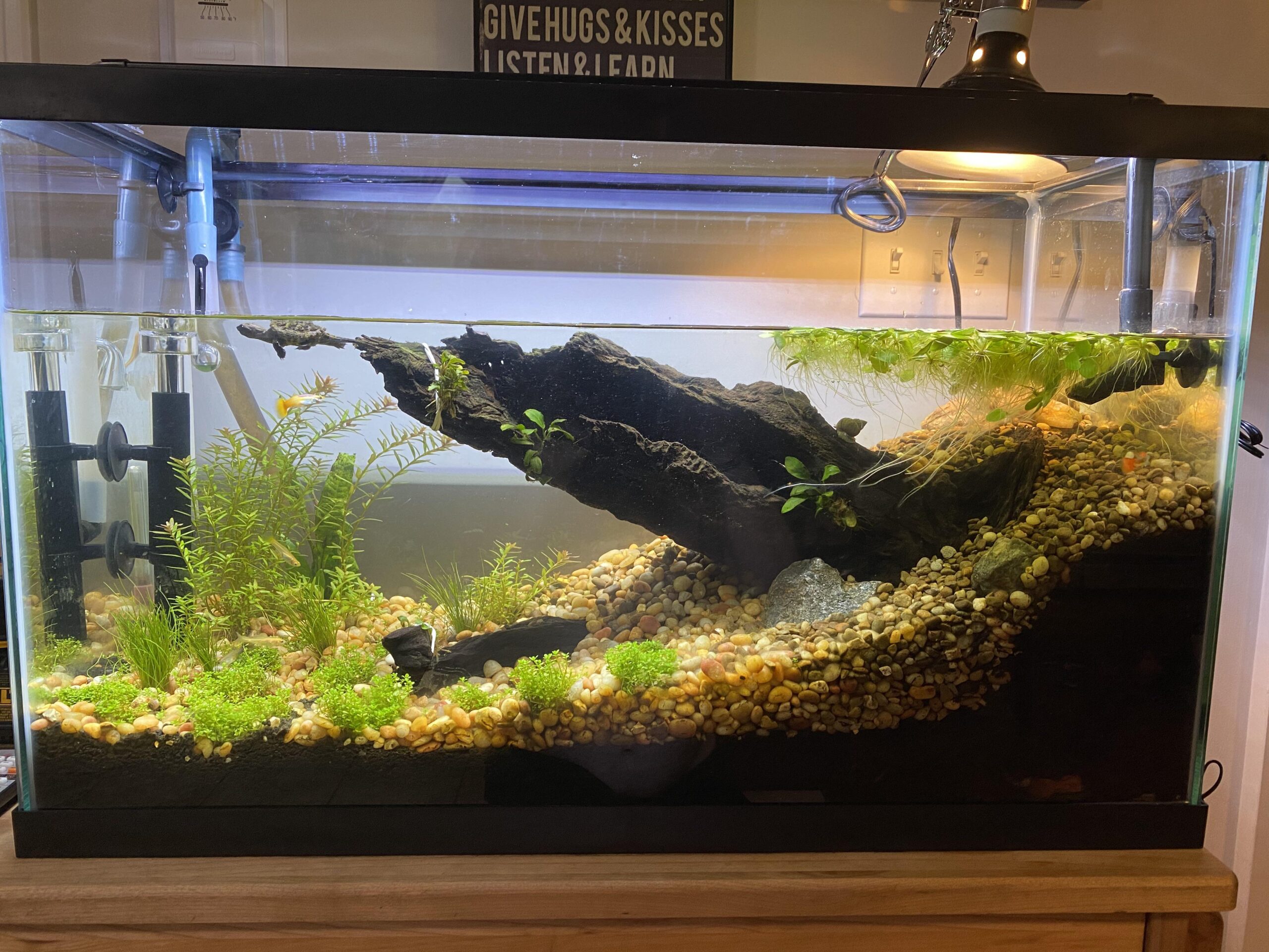 How to Set Up an Aquarium for a Snapping Turtle?