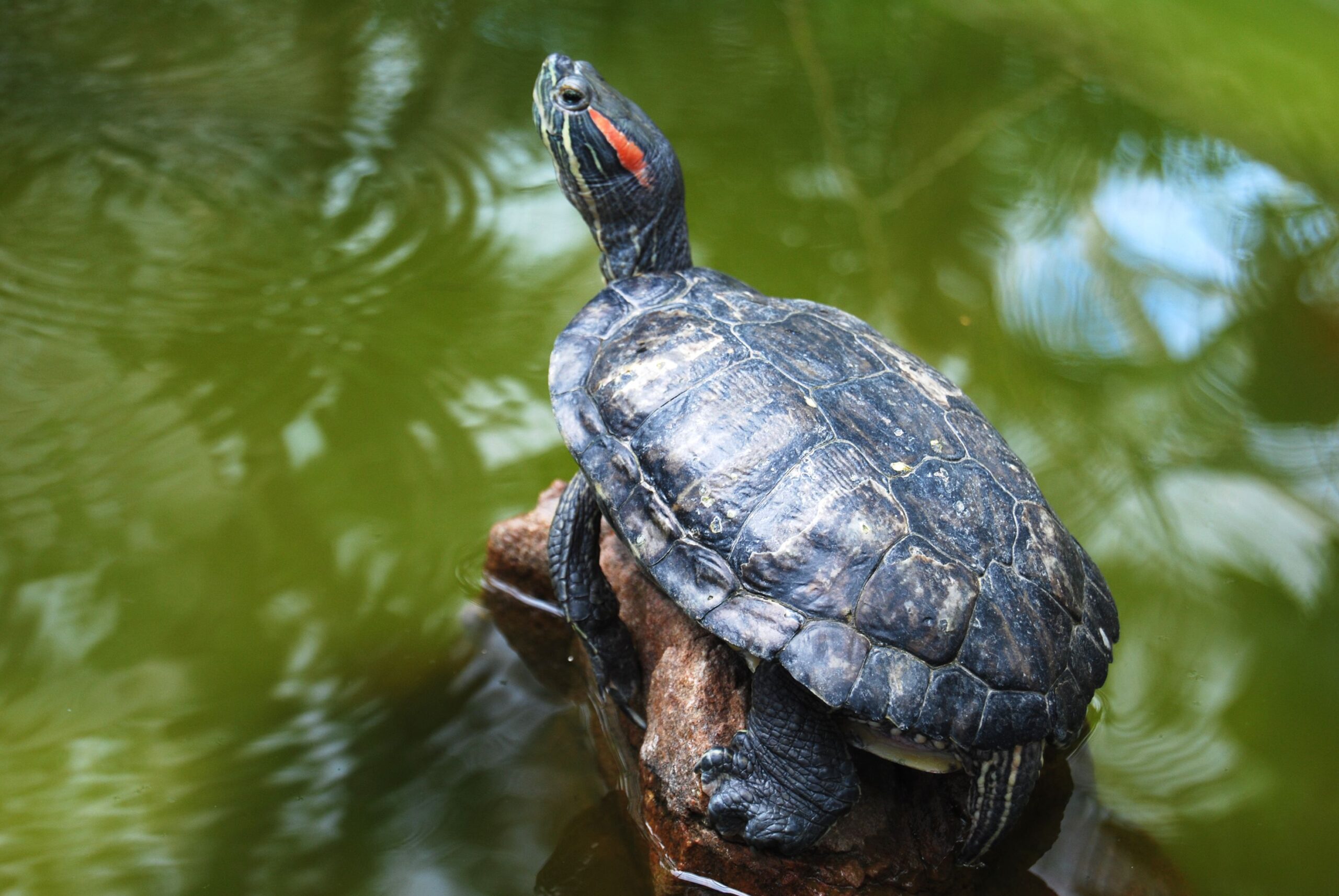 Vegetables That Red-Eared Slider Turtles Can Eat: A Complete Guide