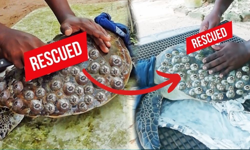 Removing Barnacles From Turtles Safely: Proven Ways!