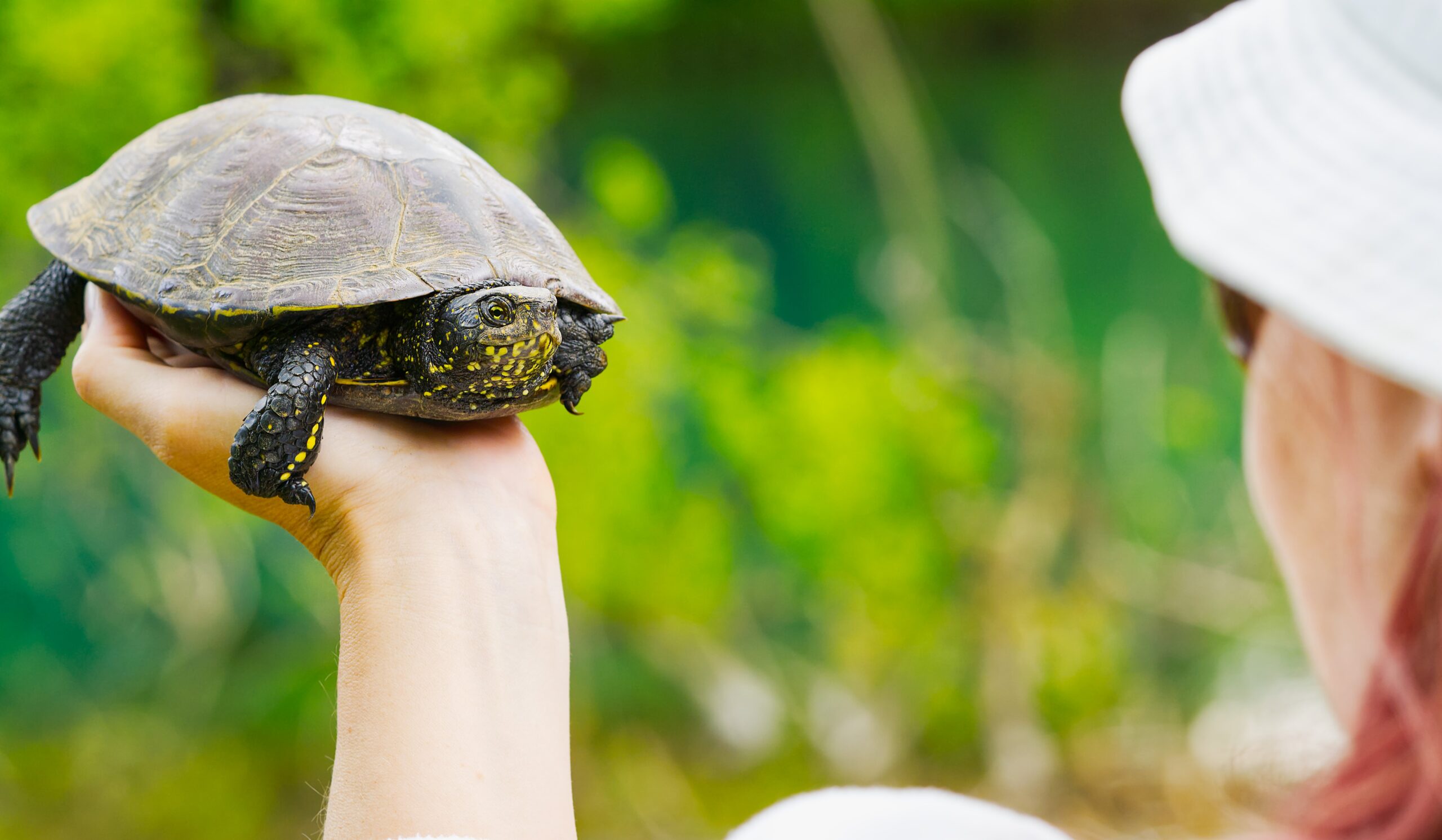 best diet for aquatic pet turtles