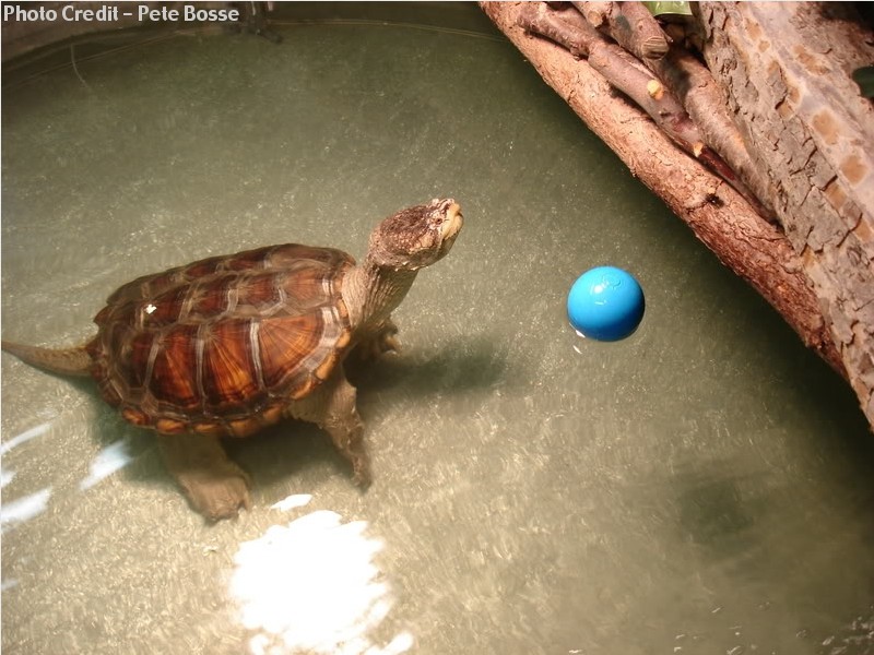 how to cycle a turtle tank water properly