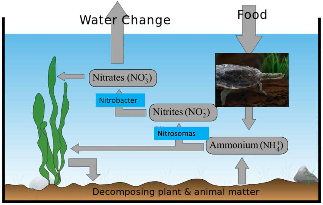 How To Cycle A Turtle Tank Water Properly: Easy Steps