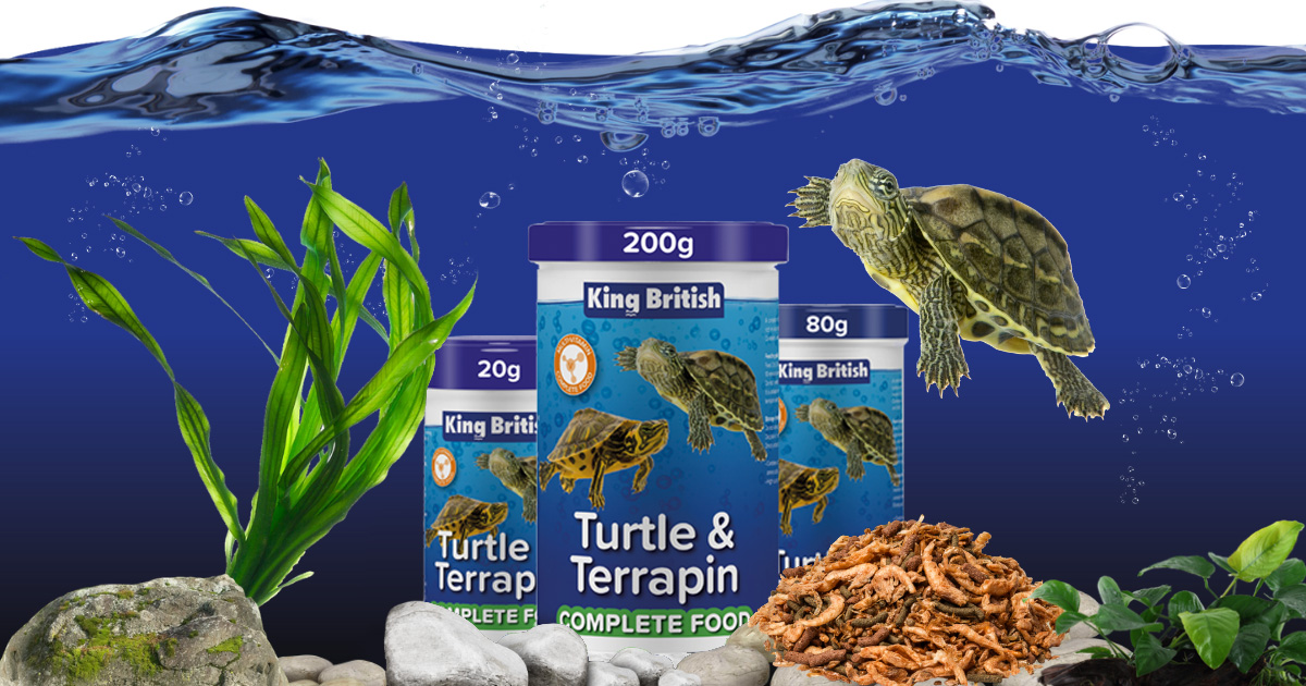 How Often Should I Feed A Pet Turtle: Simple Schedules That Work