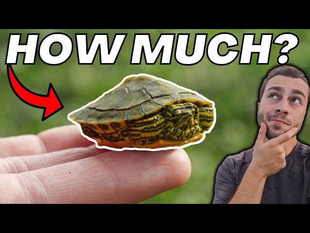 how often should i feed a pet turtle